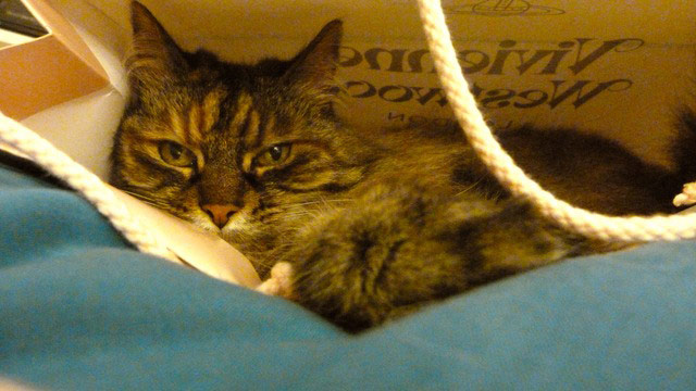 Glamorous pets: cat in bag