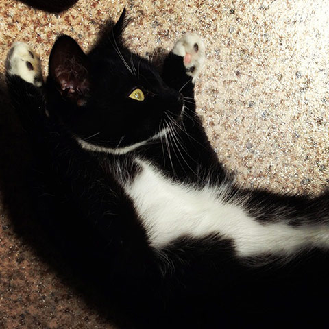 Glamorous pets: cat with its paws in air