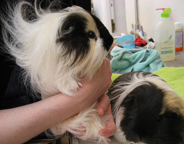 Glamorous pets: pampered guinea pig
