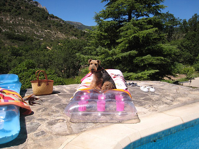 Glamorous pets: dog on a lilo