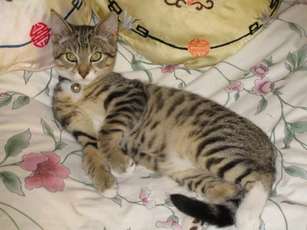 Glamorous pets: cat on a bed
