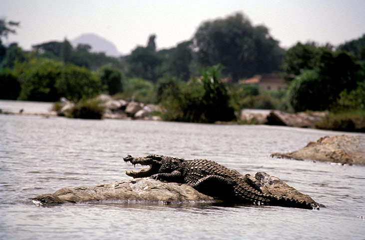 TUI: Goa: TUI: A MUGGER CROCODILE IN INDIA