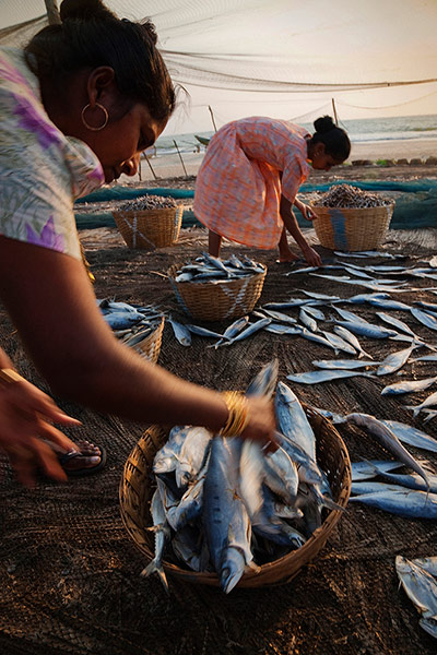 TUI: Goa: TUI: India, Goa, Women harvesting dryed fish along the Colva 