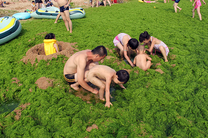China algae: Chinese beachgoers play on an algae covered public beach in Qingdao