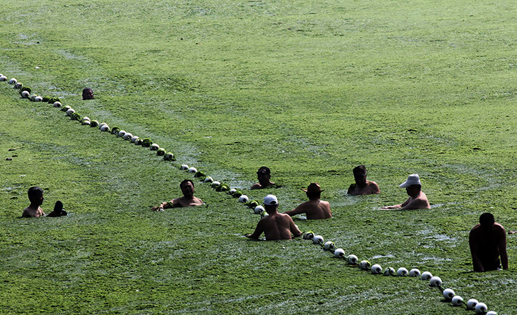 China algae: A group swim at an algae 