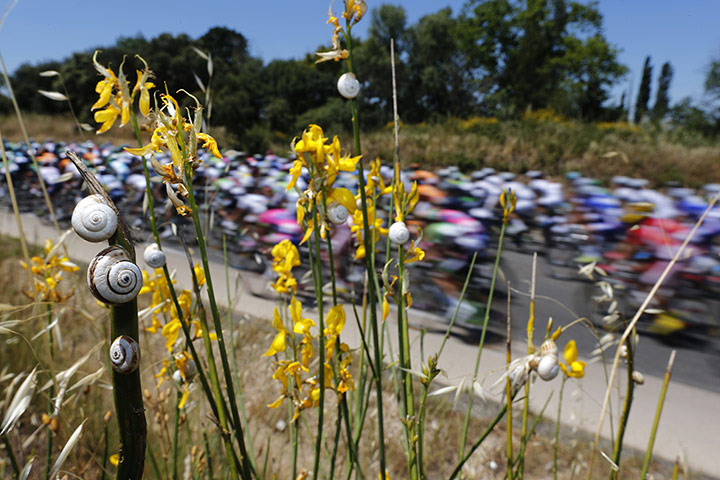 Tour de France stage 6: Snails