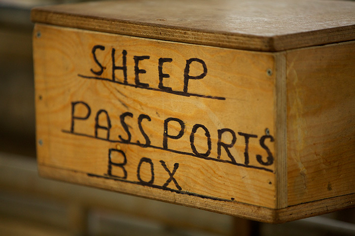 Livestock auction: Sheep passports are kept for traceability