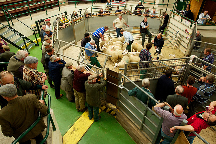 Livestock auction: Prime lamb and cast ewes are shown at Mitchell's Livestock Auctioneers