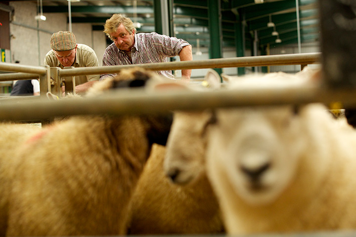 Livestock auction: farmers watch livestock