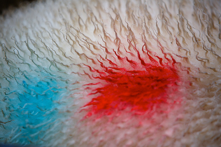 Livestock auction: Sheep are marked with dye for identification