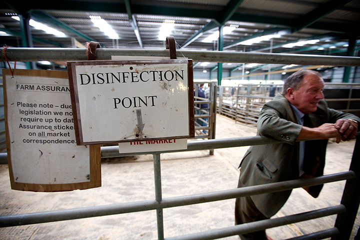 Livestock auction: The shortage of livestock has pushed market prices higher 