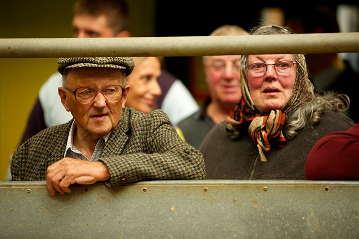 Livestock auction: people watch the auction of lamb and ewes