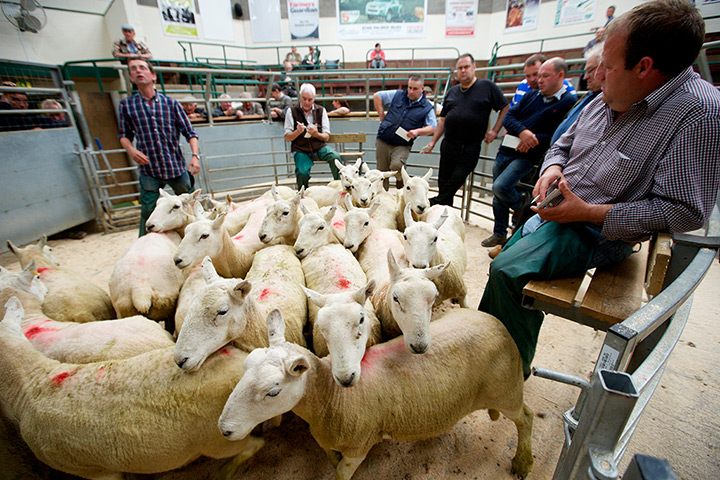 Livestock auction: Prime lamb and cast ewes are sold off art Mitchell's Livestock Auctioneers
