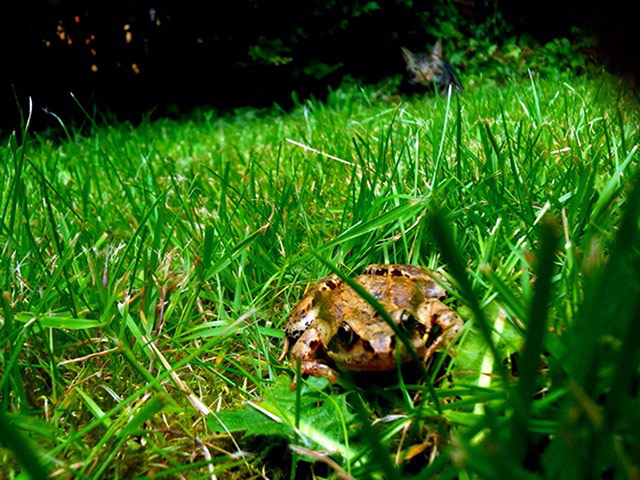 Hardworking pets: cat about to pounce