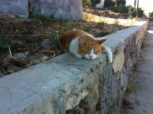 Hardworking pets: cat asleep on wall