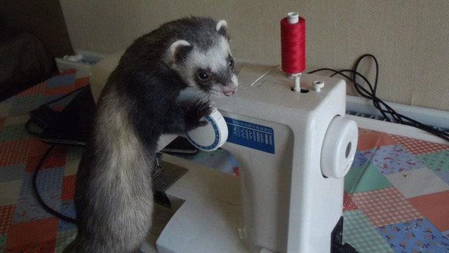 Hardworking pets: dog on laptop