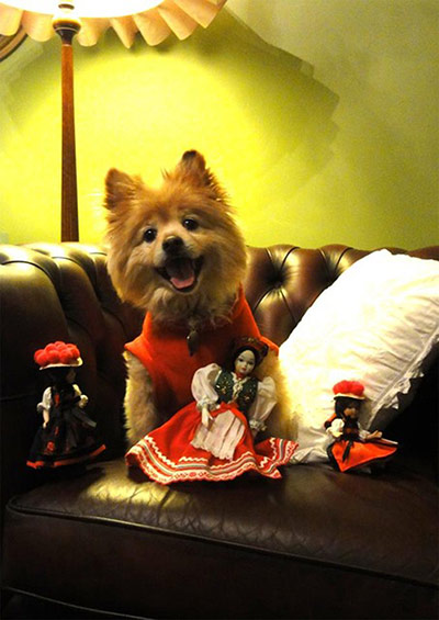 Hardworking pets: happy dog on sofa