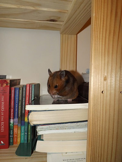 Hardworking pets: hamster in a bookcase