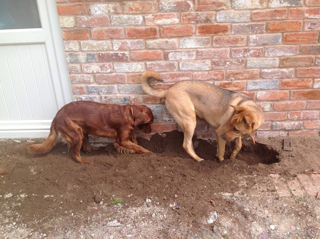 Hardworking pets: dogs gardening
