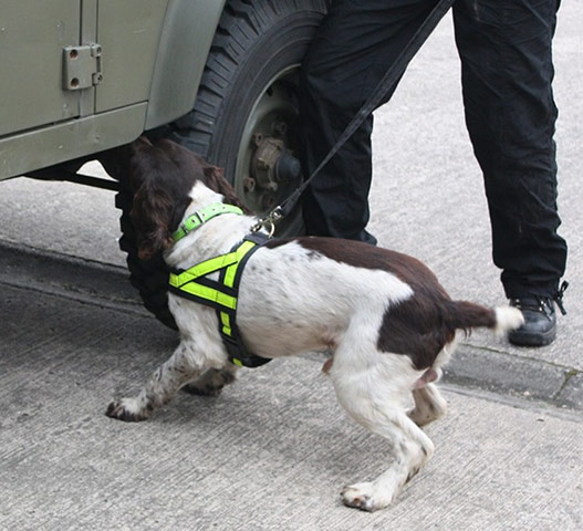 Hardworking pets: dog sniffing car