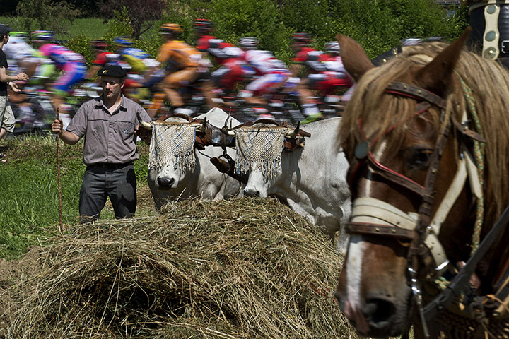 cycling: The pack rides behind a farmer with beef