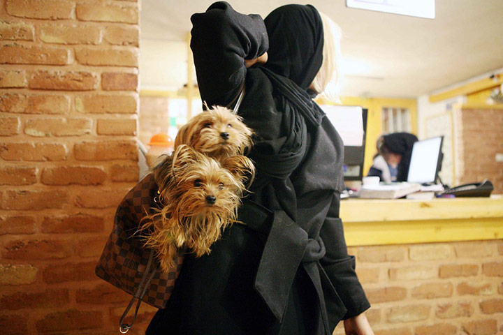 Iran gallery : Animal hospital in Tehran