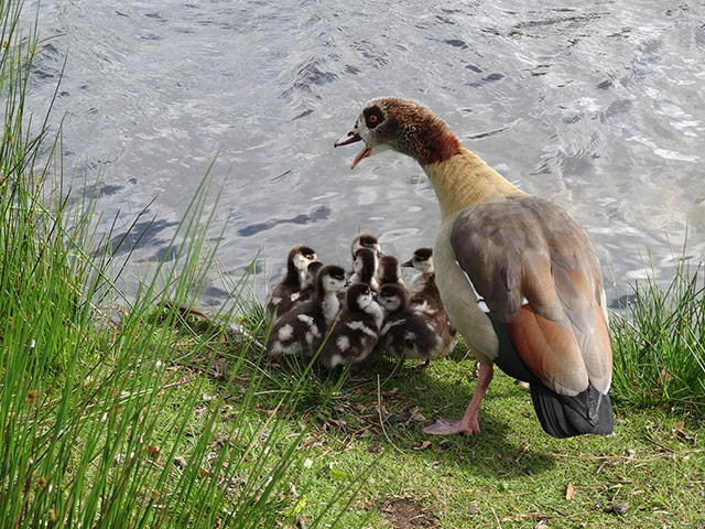 your pictures - produce: geese and goslings near river edge