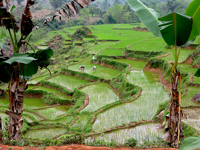 your pictures - produce: paddy field in Vietnam