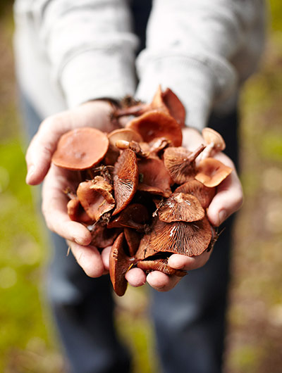 your pictures - produce: hands holding mushrooms