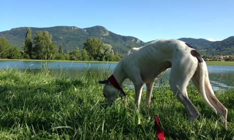 Artie at lake Puivert near the Pyrenees