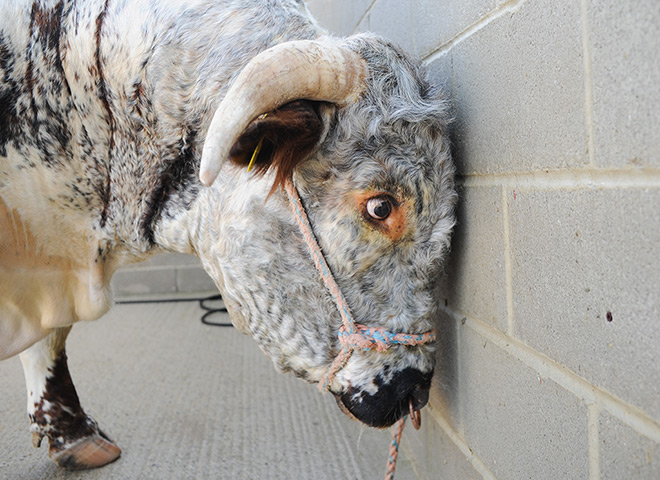 Harrogate show: A bull waits to be led into the paddock to be judged by stewards