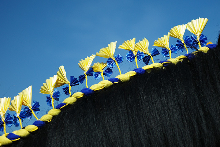 Harrogate show: The decorated mane on a Clydesdale horse 