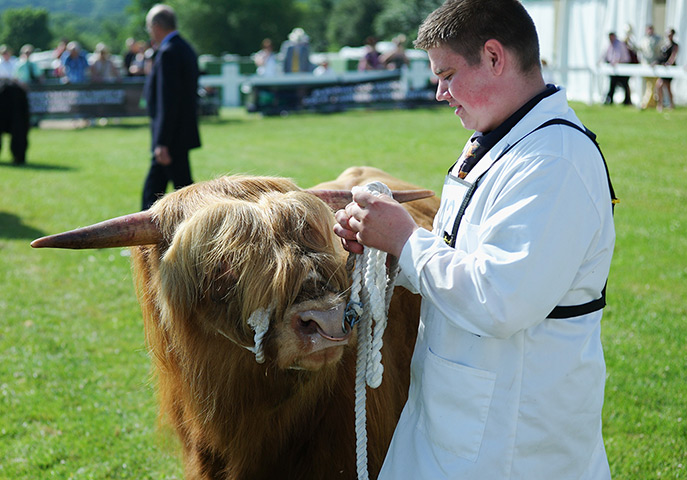 Harrogate show: Highland Cattle are judged 