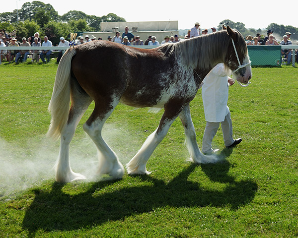 Harrogate show: Chalk used to whiten the legs blows from a Clydesdale horse during judging 