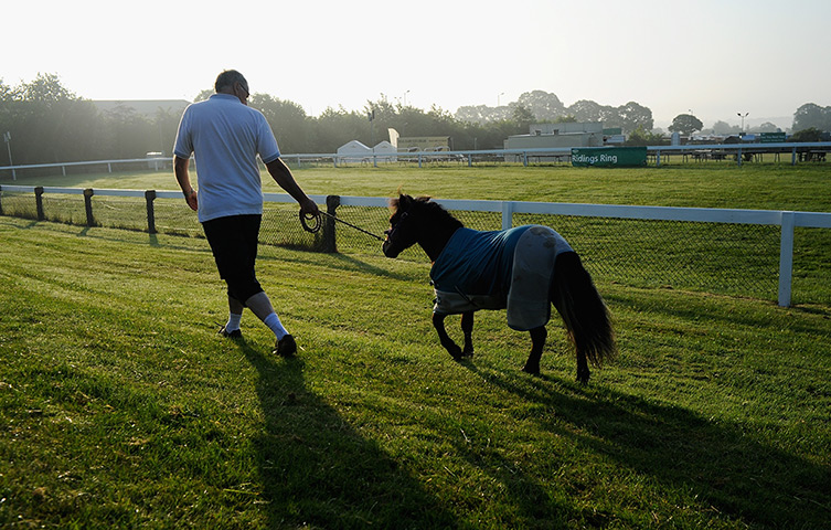 Harrogate show: A foal is exercised
