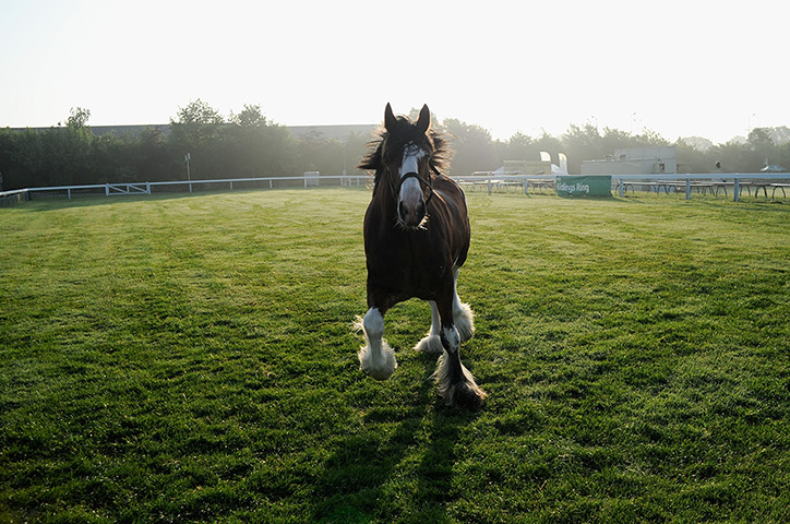 Harrogate show: A Clydesdale horse exercises in a dew-covered paddock at the Great Yorkshir