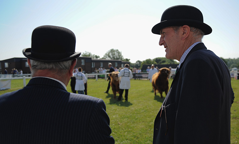 Harrogate show: Stewards look on during judging of Highland Cattle