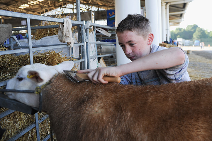 Harrogate show: Will Watson from Skipton prepares to show one of his 'Texel' sheep for the 
