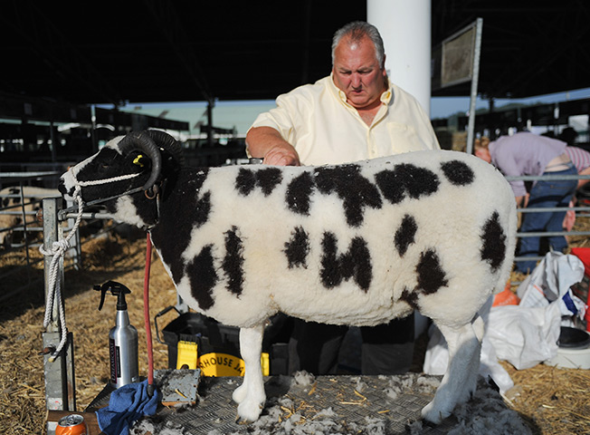 Harrogate show:  A man prepares one of his sheep 