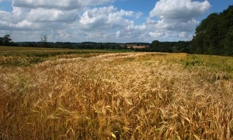 A barley field in Hoxne, Suffolk