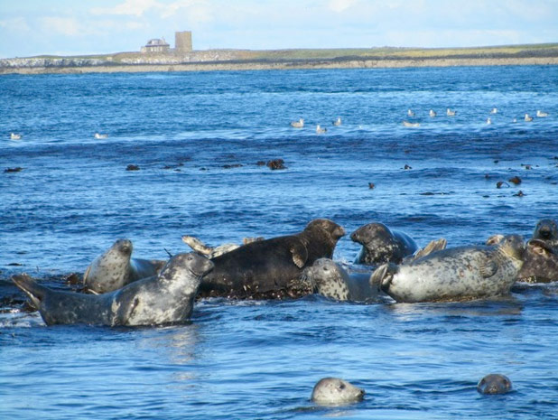 Fracking: Farne Islands