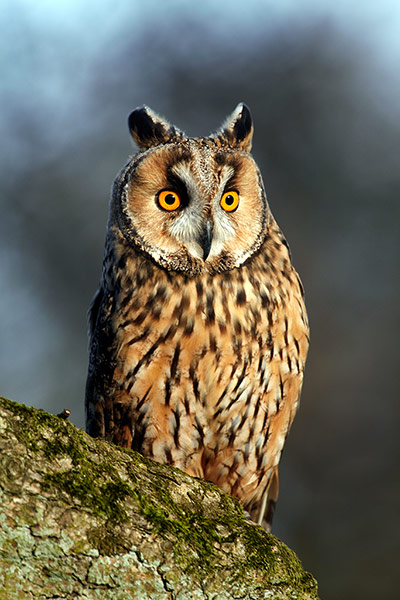 FC Creatures: FC Creatures: Owl, Yorkshire, England