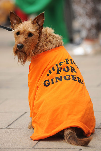 Ginger: Sammy the dog wears a 'Justice for Gingers' t-shirt 