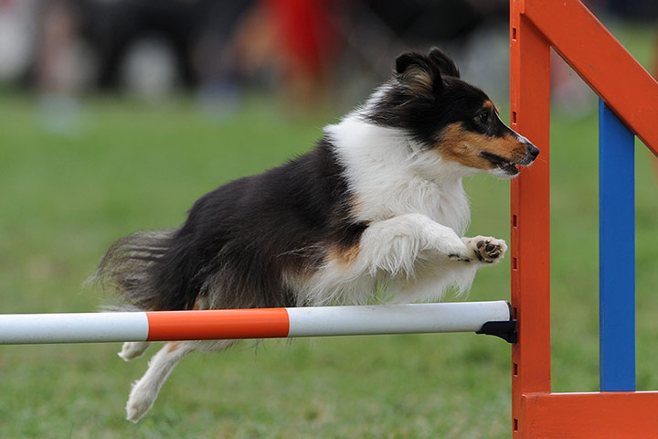 Agility Festival : The Kennel Club International Agility Festival