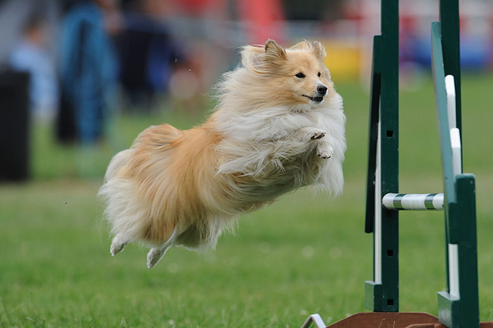 Agility Festival : The Kennel Club International Agility Festival