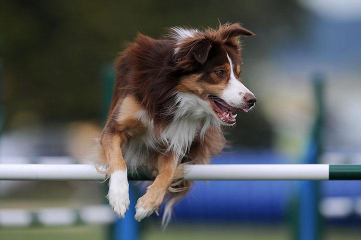 Agility Festival : The Kennel Club International Agility Festival