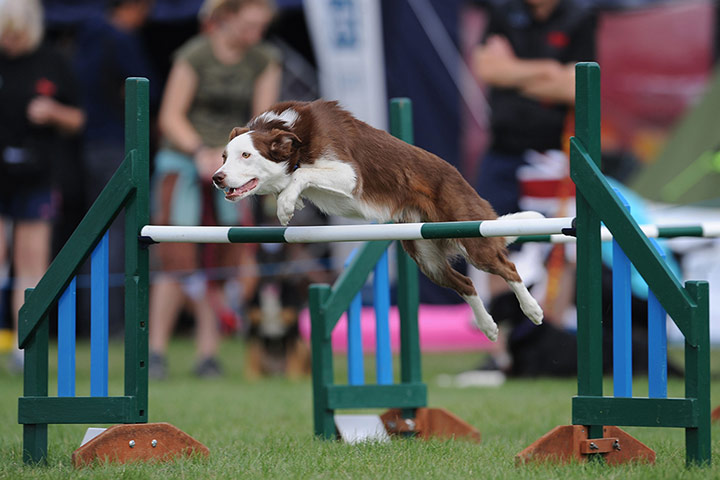 Agility Festival : The Kennel Club International Agility Festival