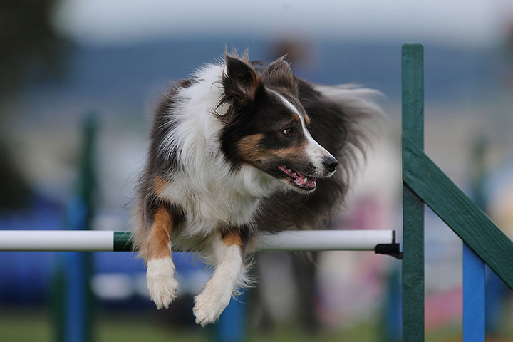 Agility Festival : The Kennel Club International Agility Festival