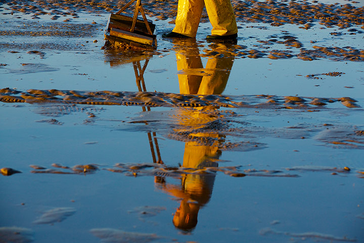 Lytham cocklers: Lytham cocklers in pictures