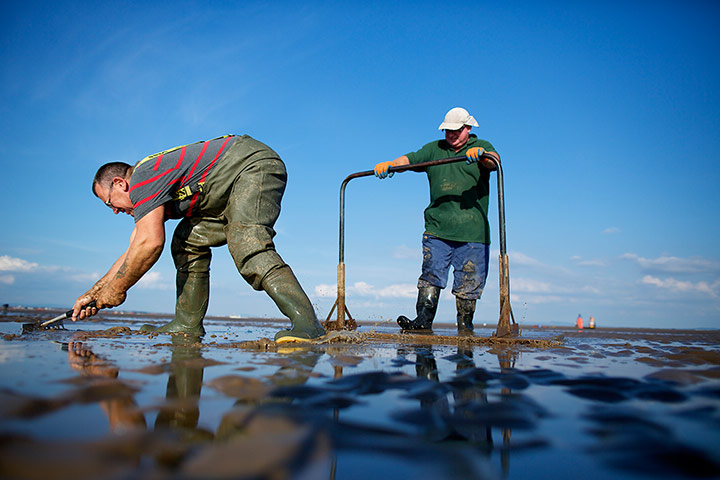 Lytham cocklers: Lytham cocklers in pictures
